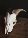 Saanen Goat Skull, SB1406
