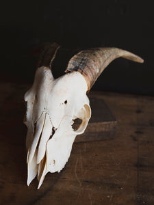 Saanen Goat Skull, SB1406