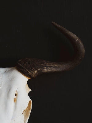 Blue Wildebeest Skull, SB316