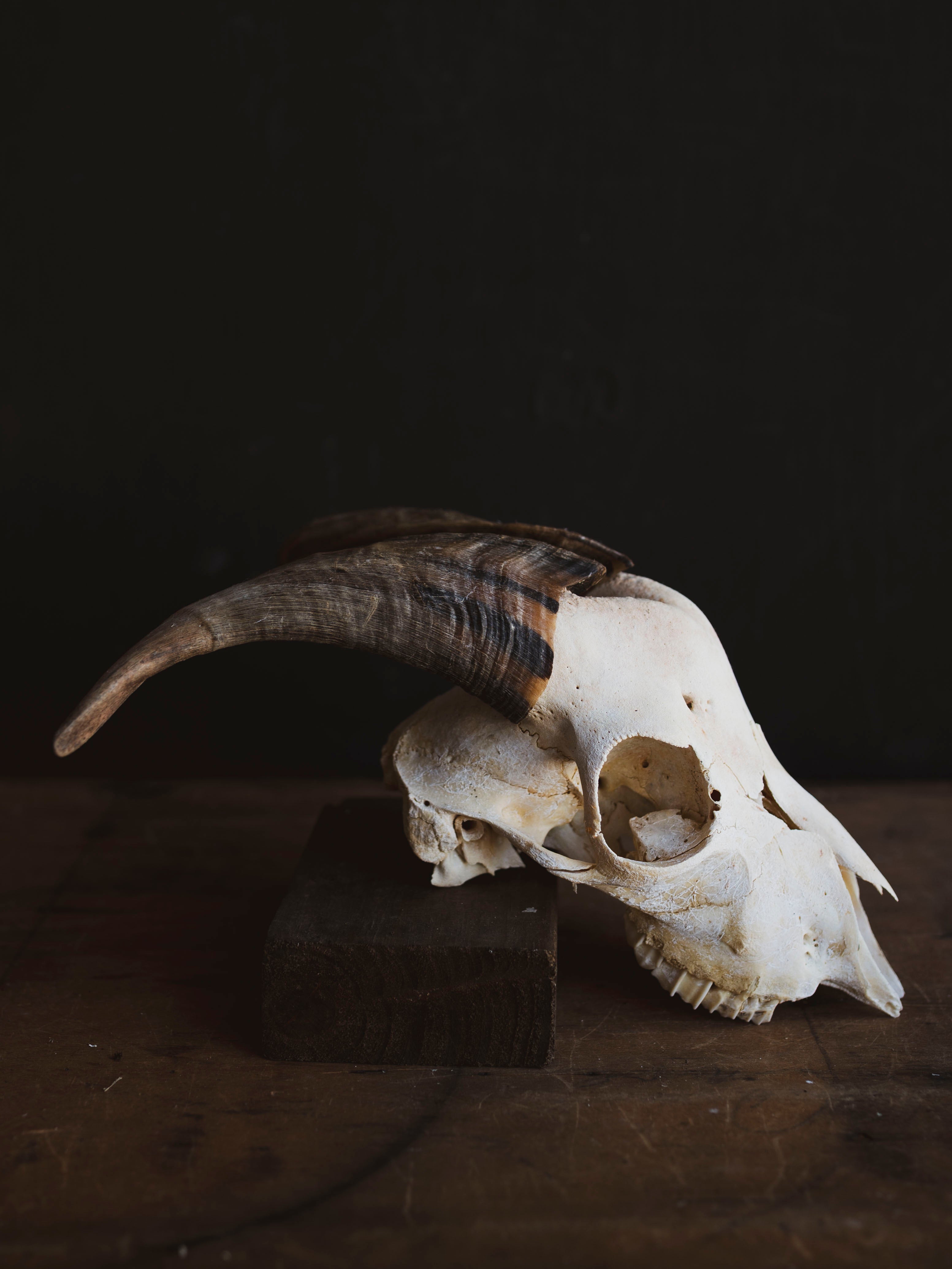 Saanen Goat Skull, SB1406
