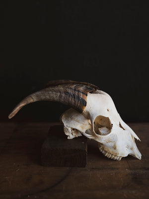 Saanen Goat Skull, SB1406