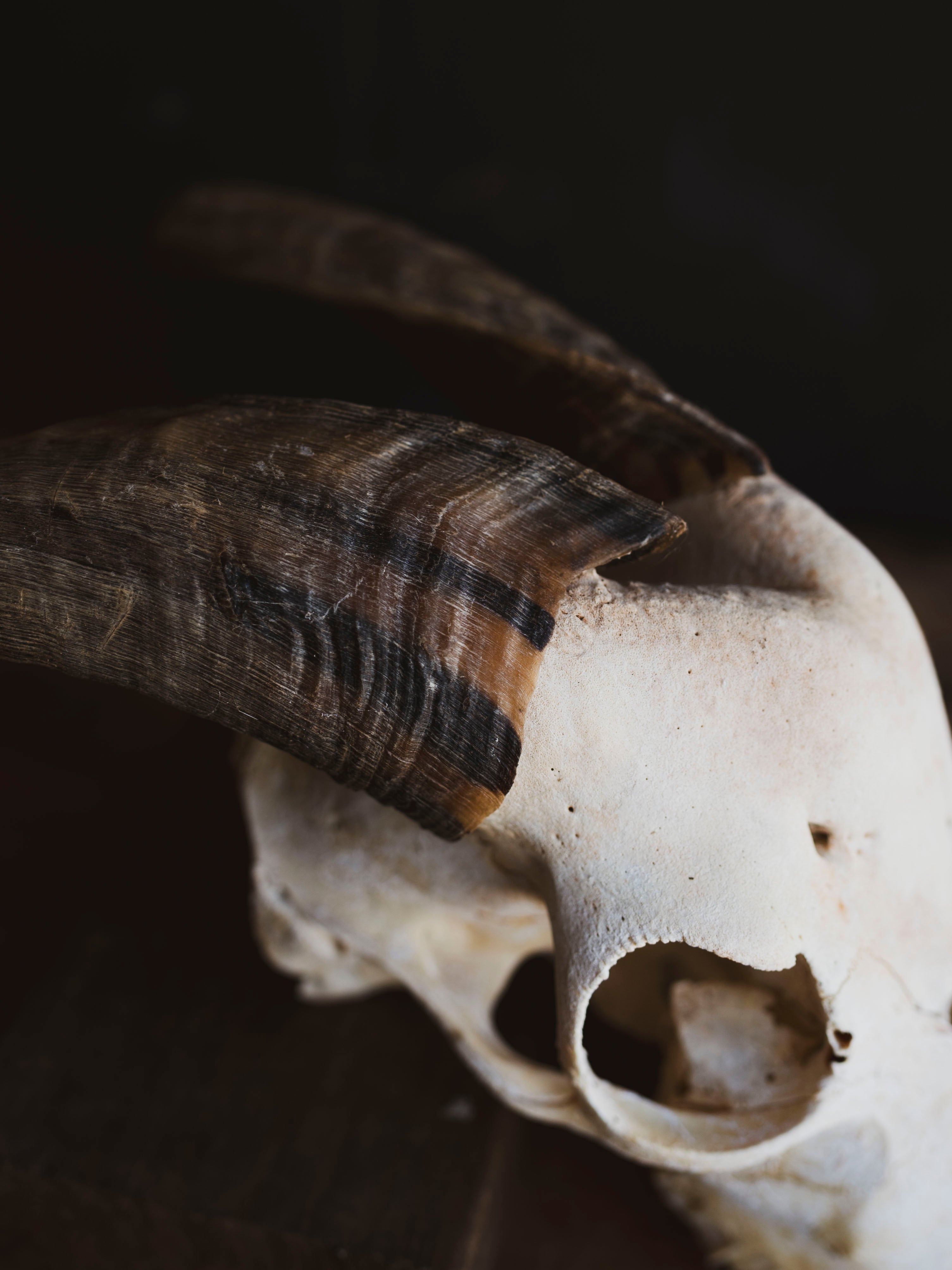 Saanen Goat Skull, SB1406