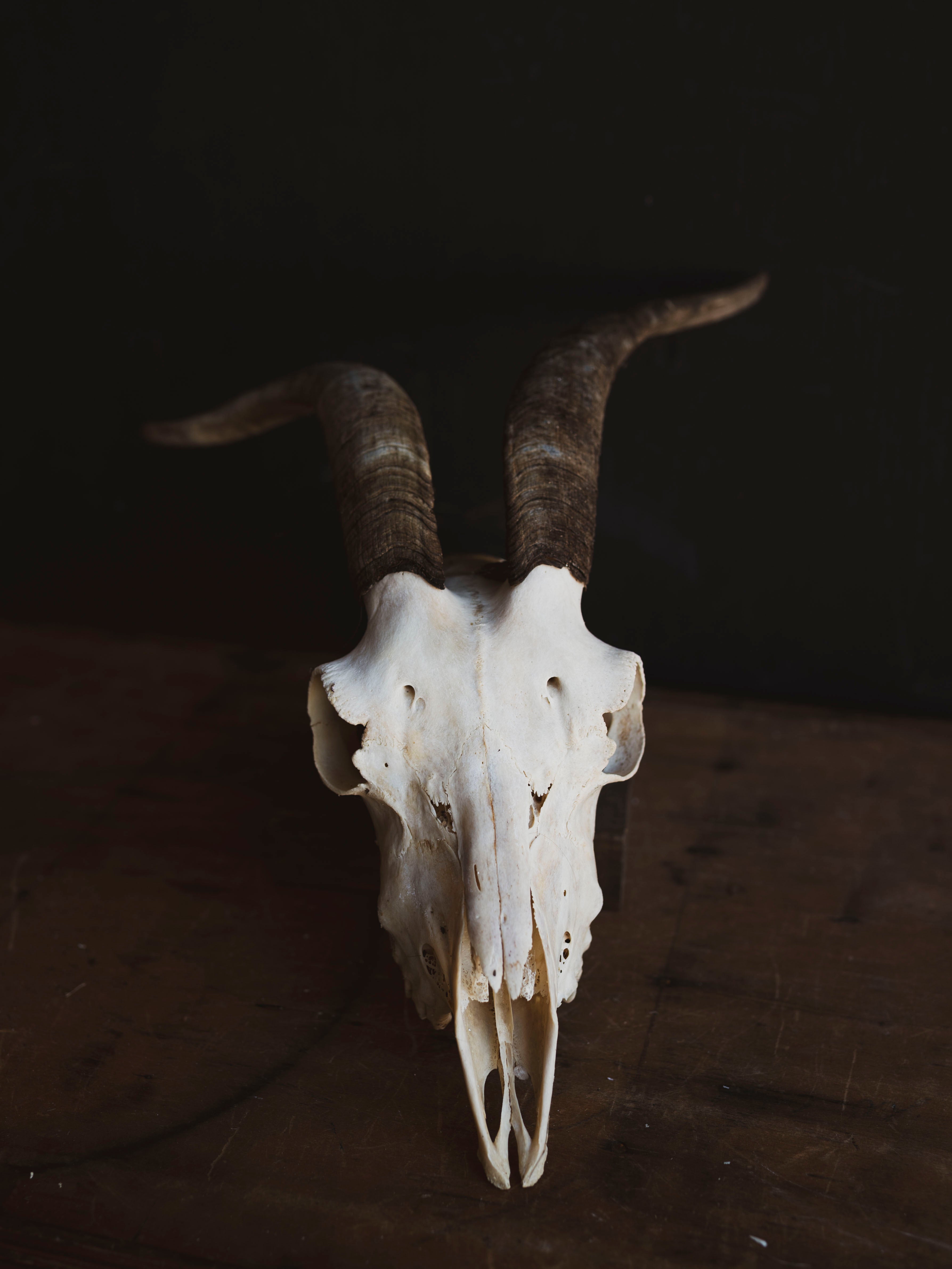 Alpine Goat Skull, SB1400