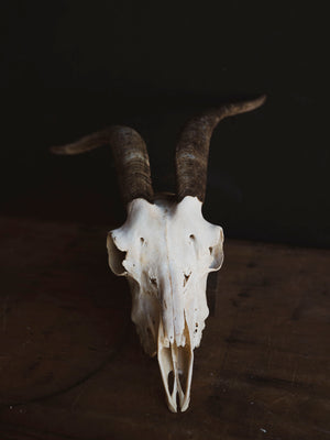 Alpine Goat Skull, SB1400