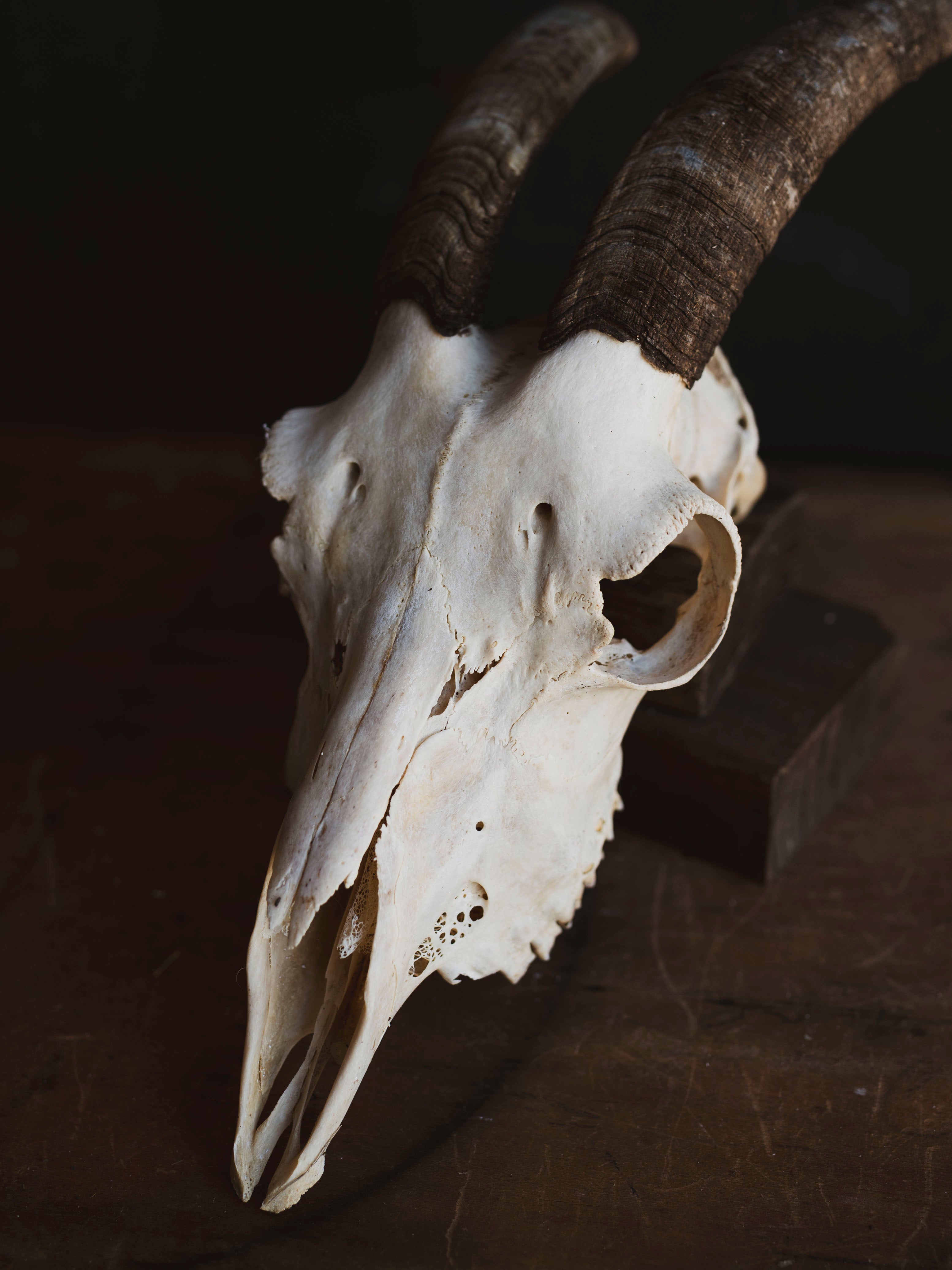 Alpine Goat Skull, SB1400