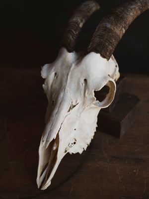 Alpine Goat Skull, SB1400