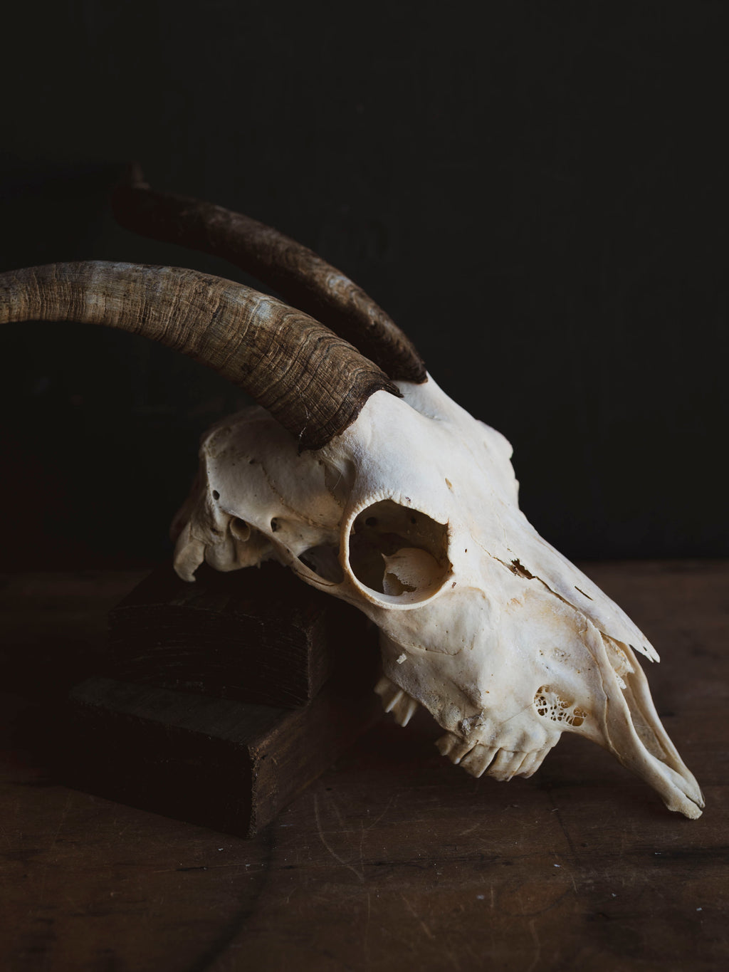Alpine Goat Skull, SB1400