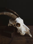 Alpine Goat Skull, SB1400