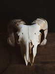 Wiltshire Sheep Skull, SB1407