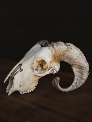 Wiltshire Sheep Skull, SB1407