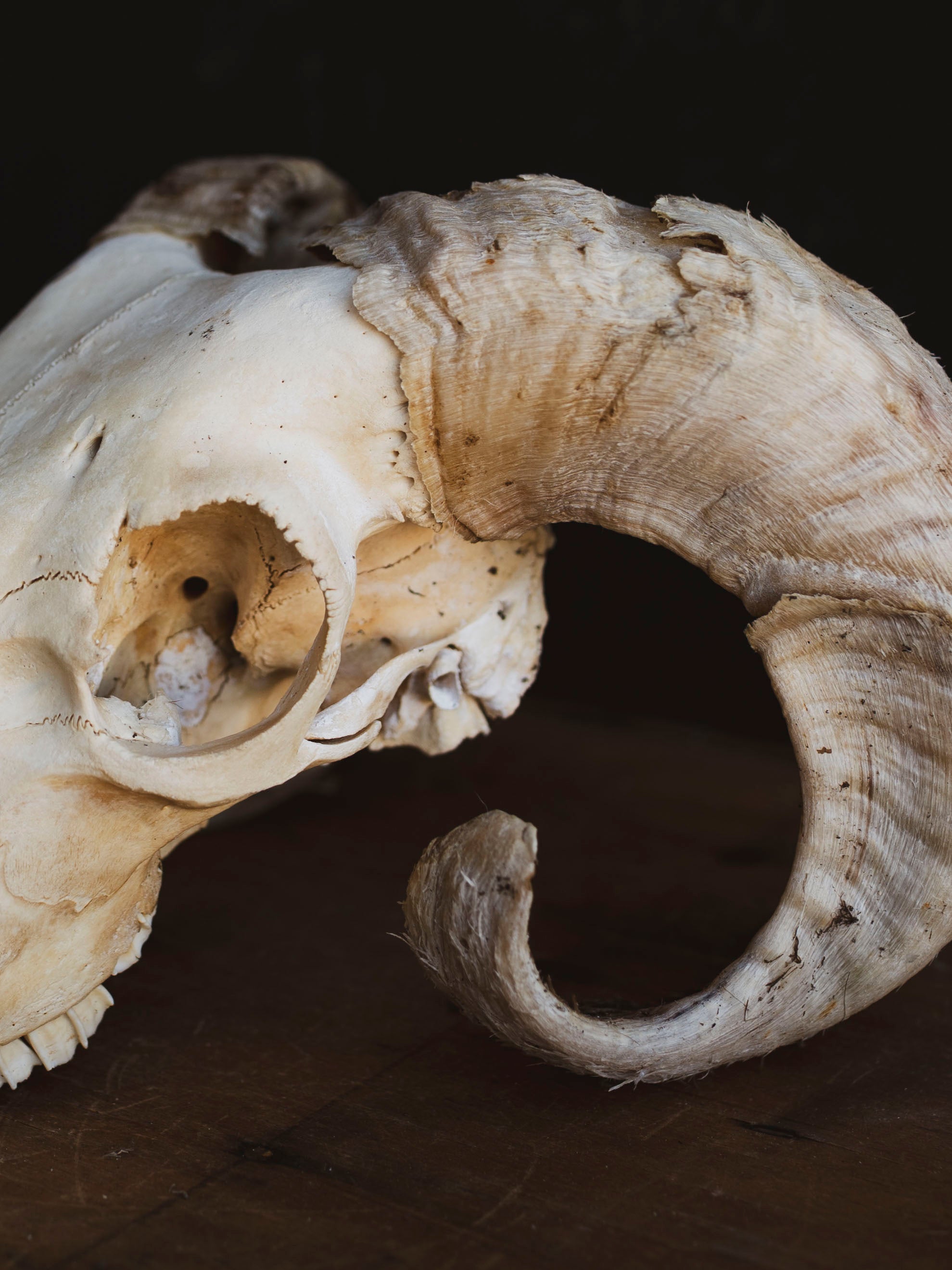 Wiltshire Sheep Skull, SB1407