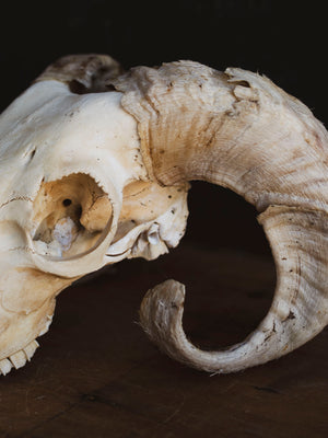 Wiltshire Sheep Skull, SB1407