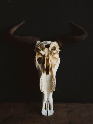 Blue Wildebeest Skull, SB316