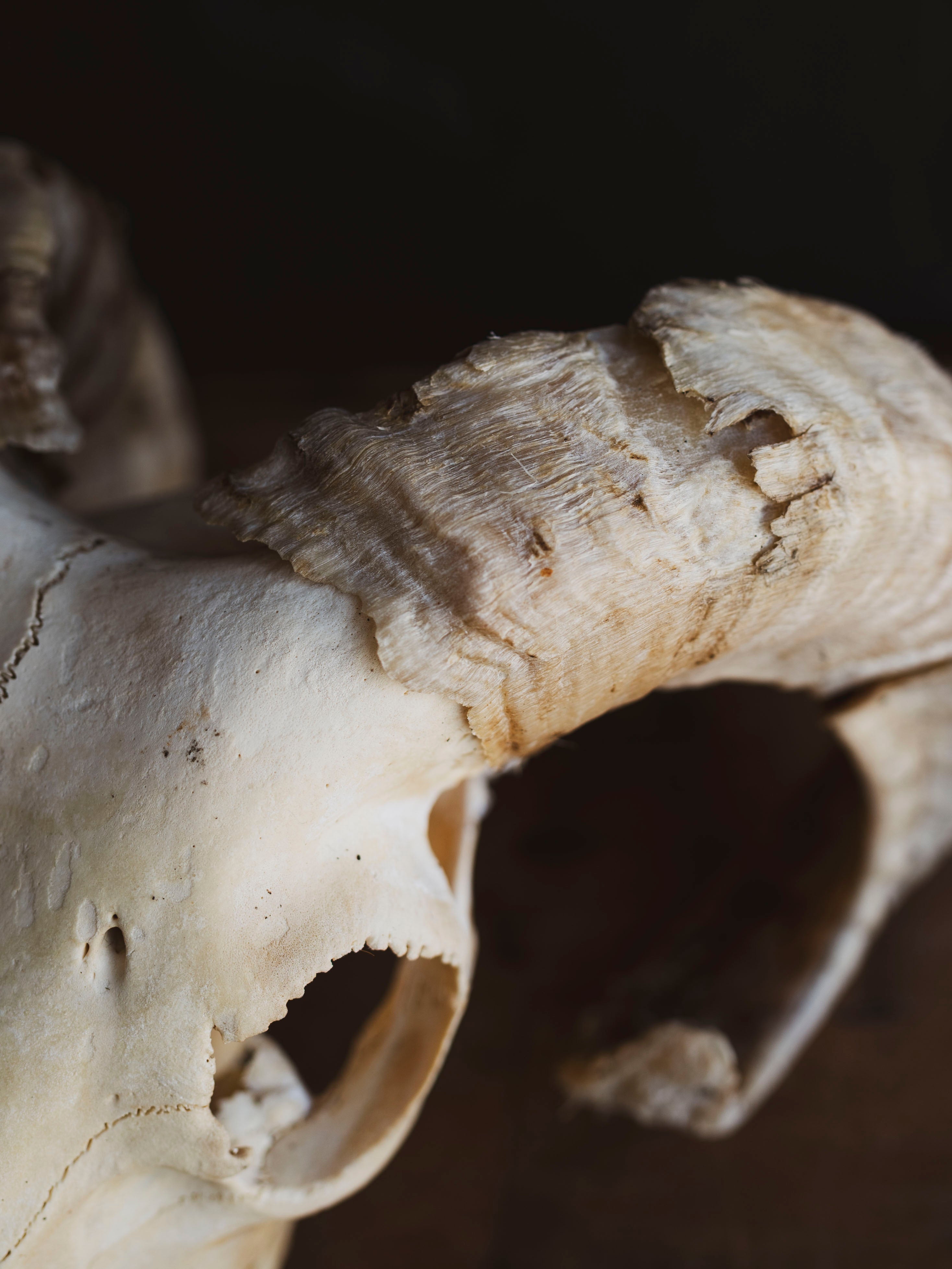 Wiltshire Sheep Skull, SB1407