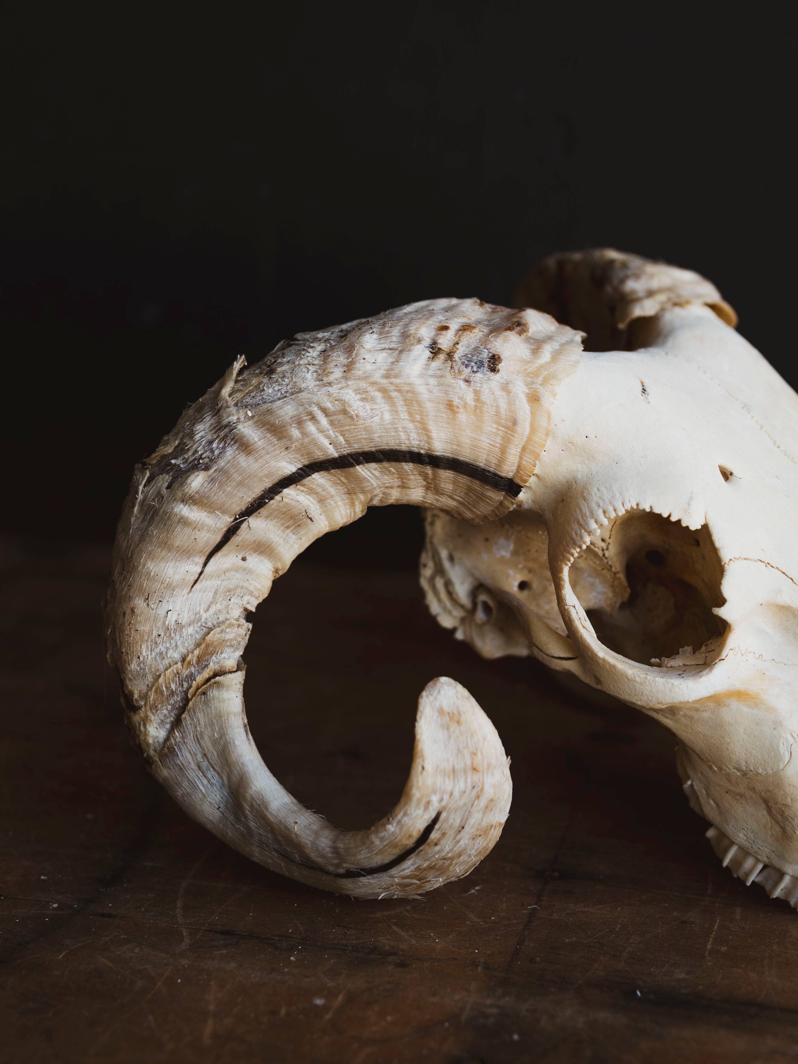 Wiltshire Sheep Skull, SB1407
