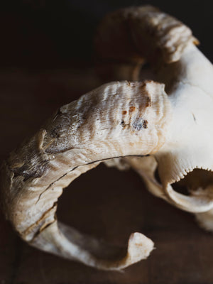 Wiltshire Sheep Skull, SB1407