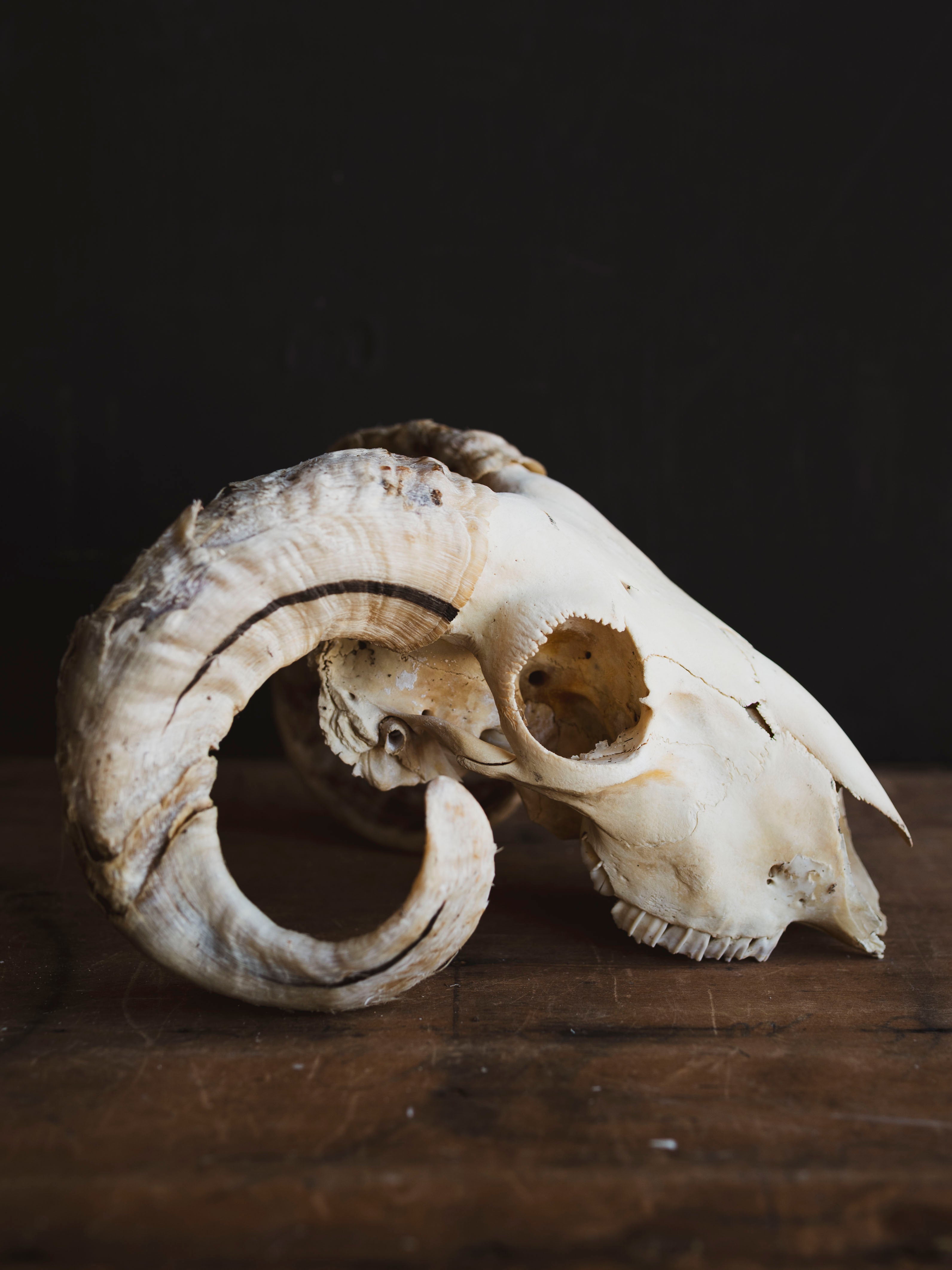 Wiltshire Sheep Skull, SB1407