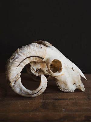 Wiltshire Sheep Skull, SB1407
