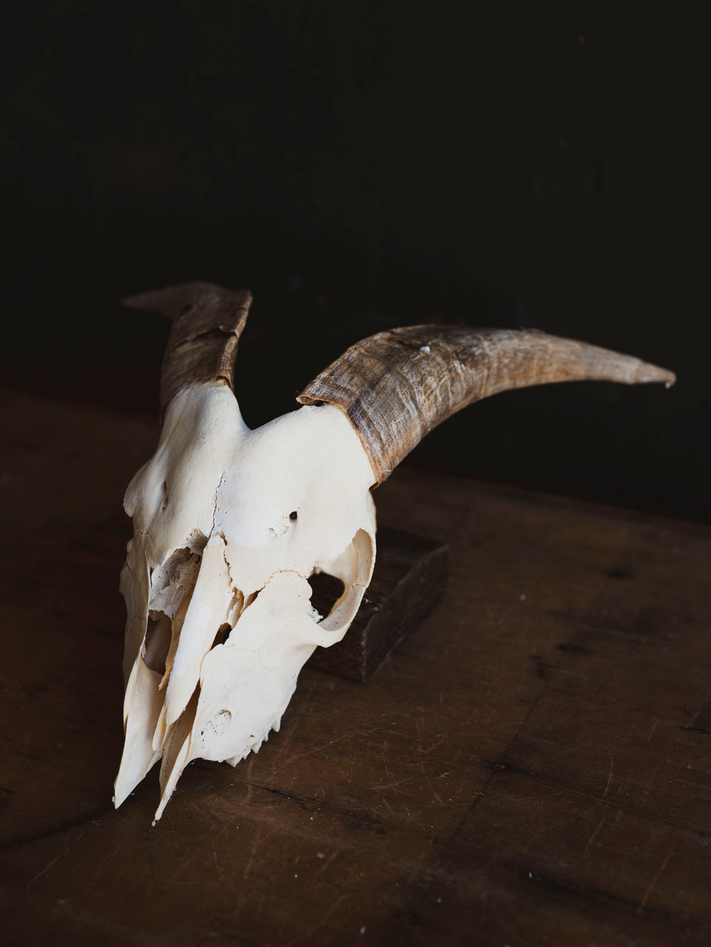 Saanen Goat Skull, SB1403