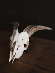 Saanen Goat Skull, SB1403
