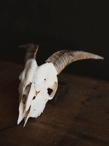 Saanen Goat Skull, SB1403
