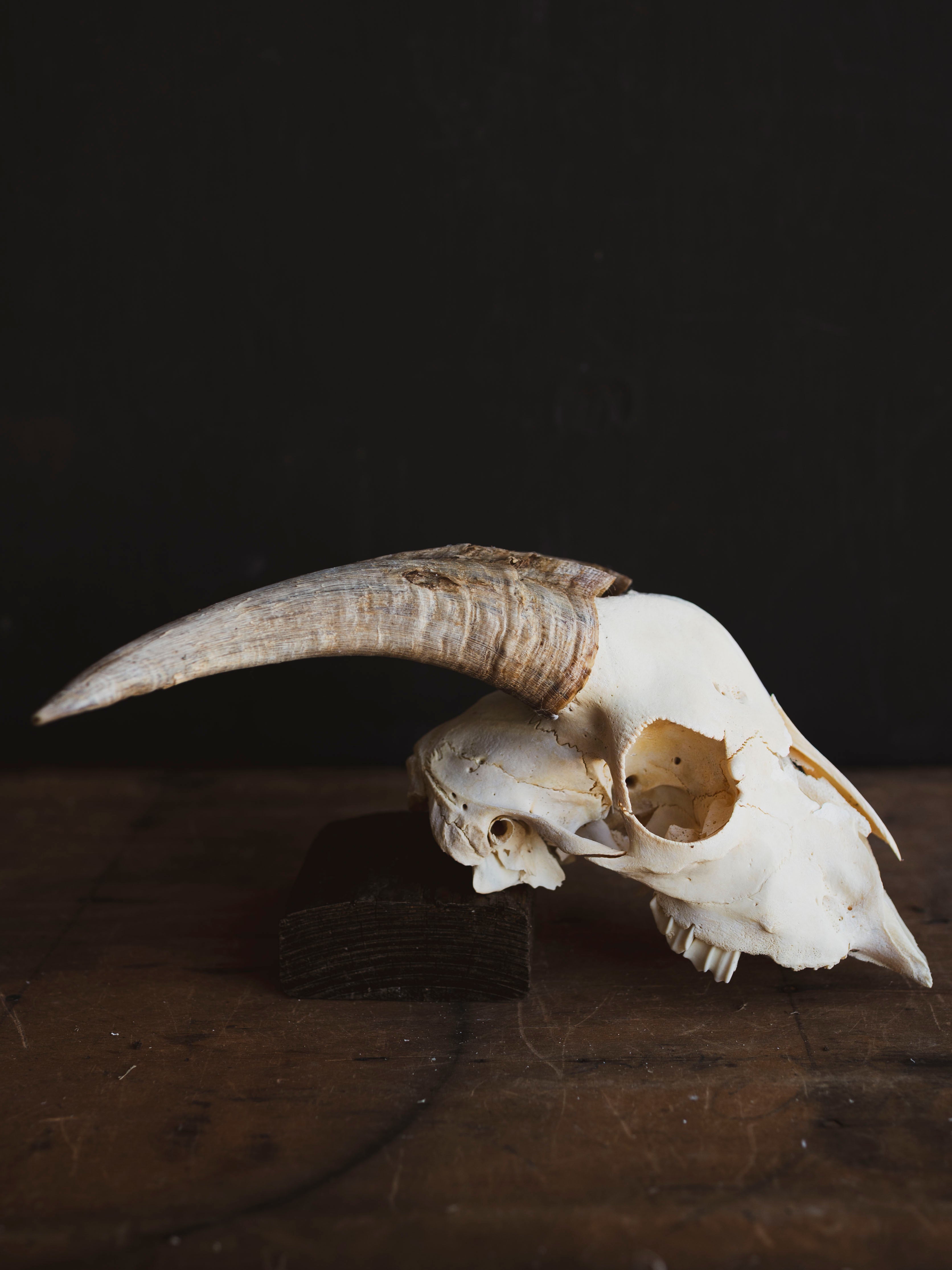 Saanen Goat Skull, SB1403