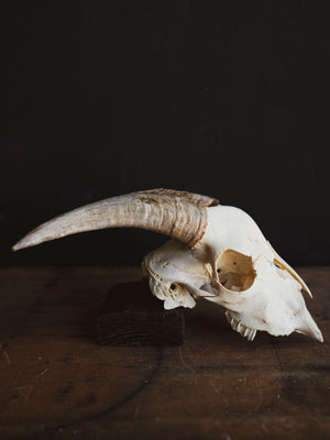 Saanen Goat Skull, SB1403