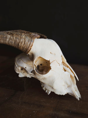 Saanen Goat Skull, SB1403