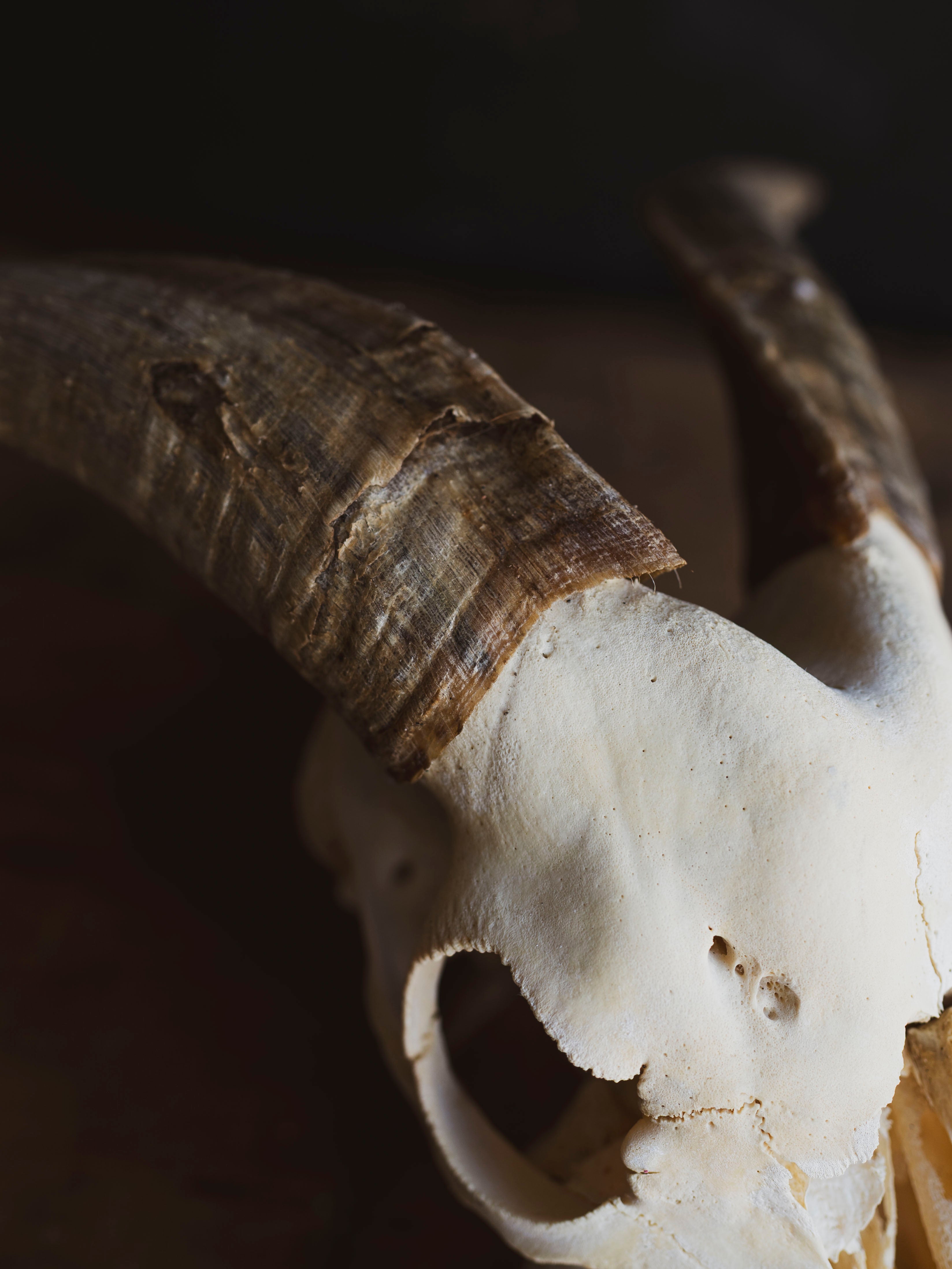 Saanen Goat Skull, SB1403