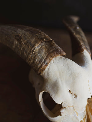 Saanen Goat Skull, SB1403