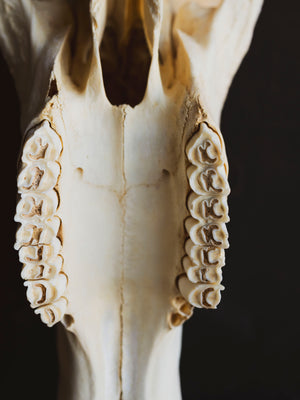 Blue Wildebeest Skull, SB316