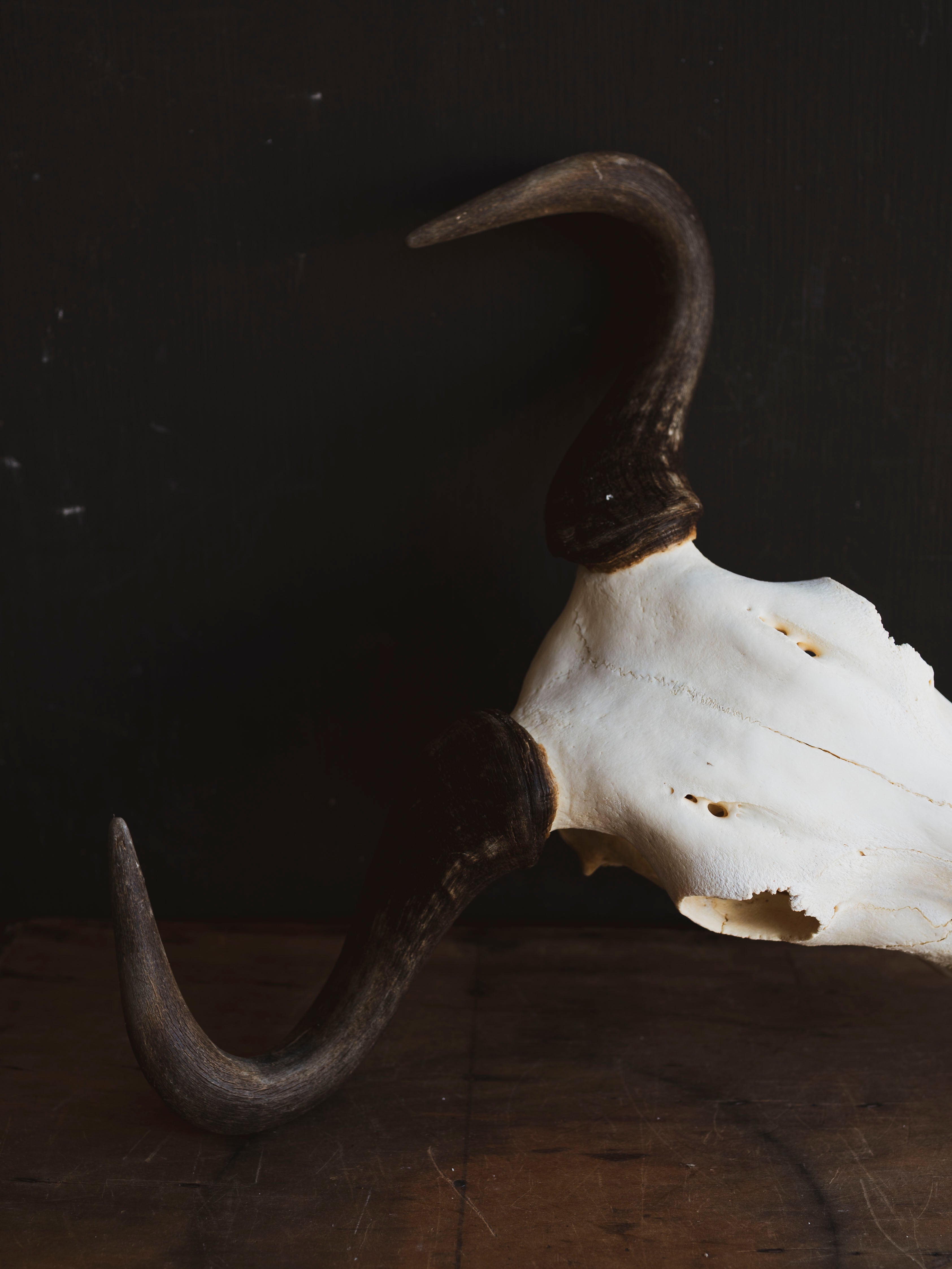 Blue Wildebeest Skull, SB316