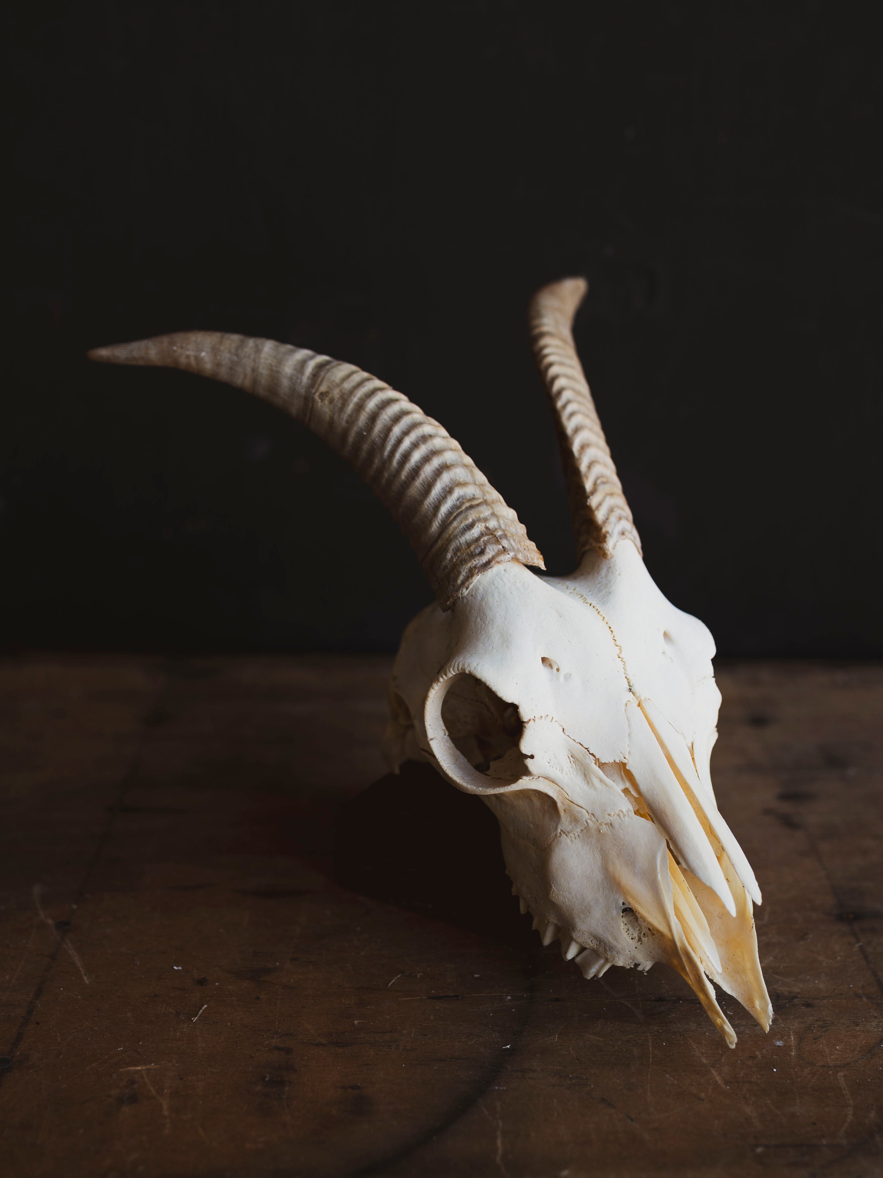 Alpine Goat Skull, SB1408