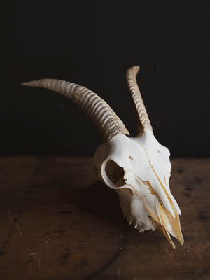 Alpine Goat Skull, SB1408