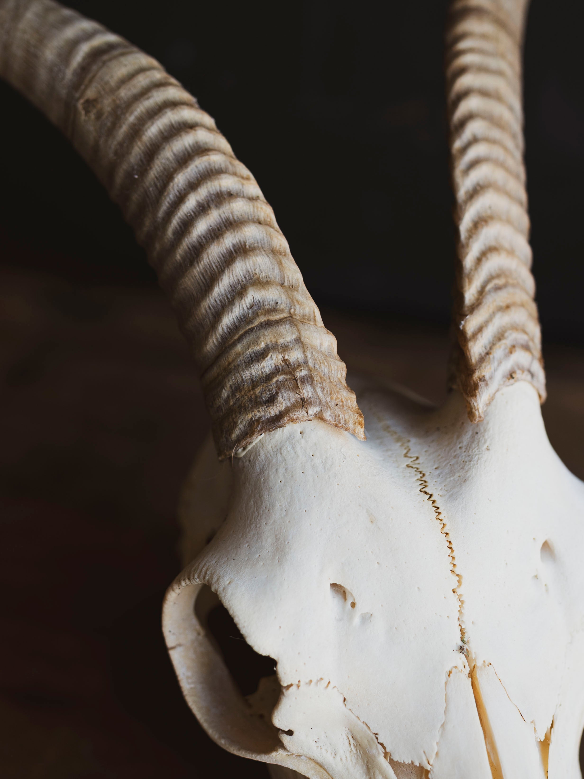 Alpine Goat Skull, SB1408