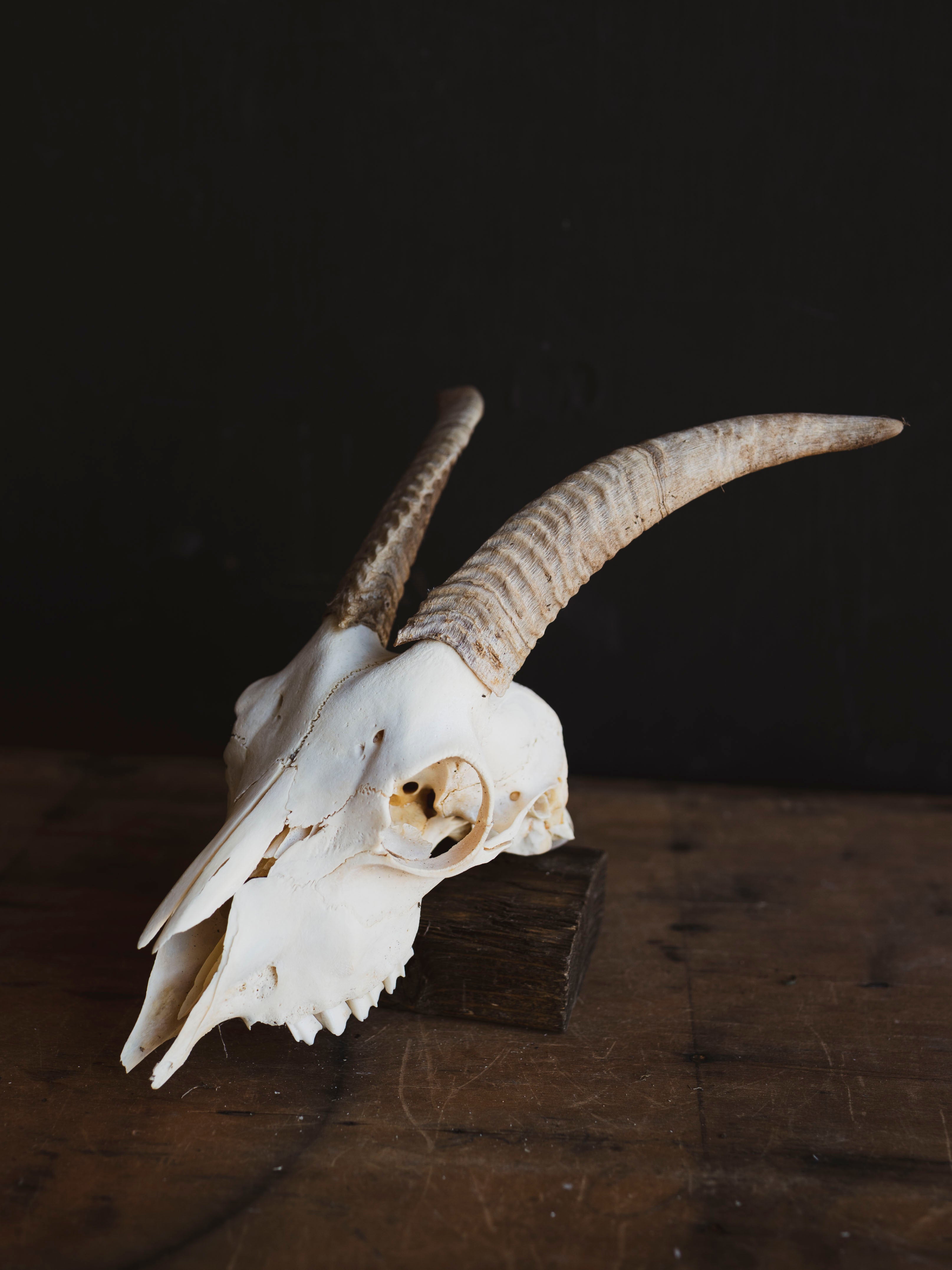 Alpine Goat Skull, SB1408
