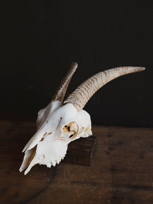 Alpine Goat Skull, SB1408