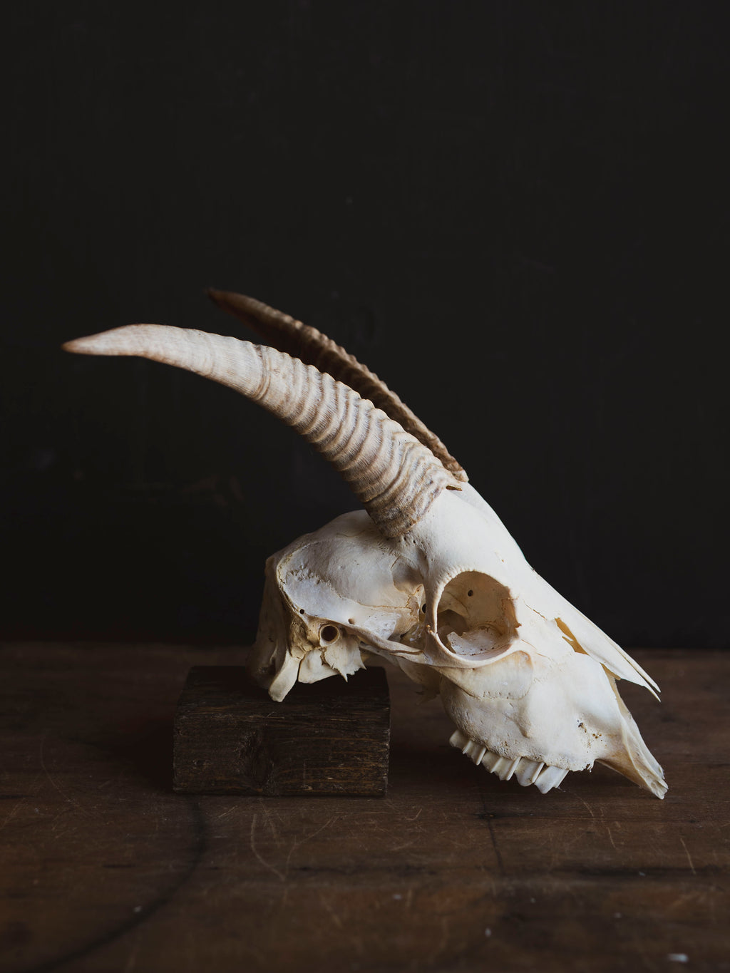 Alpine Goat Skull, SB1408