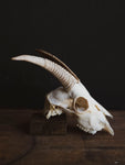 Alpine Goat Skull, SB1408