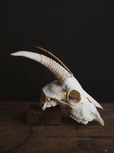 Alpine Goat Skull, SB1408