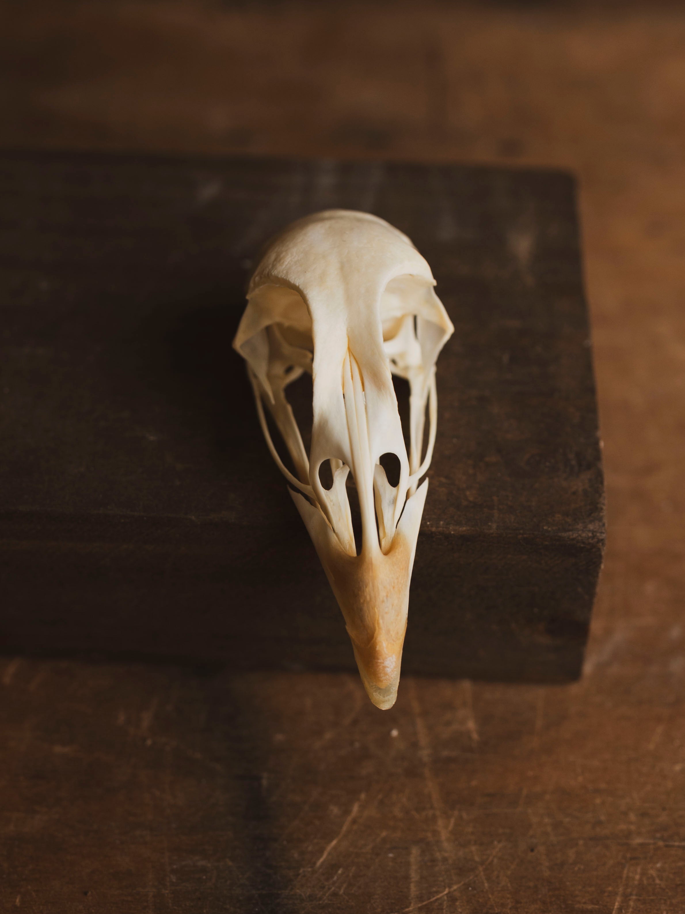 Pheasant Skull, SB582