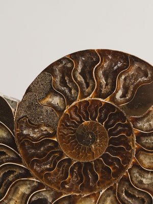 Ammonite Half on Stand, RM1229