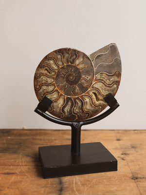 Ammonite Half on Stand, RM1229