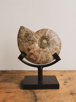 Ammonite Half on Stand, RM1229