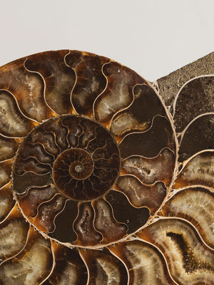 Ammonite Half on Stand, RM1229