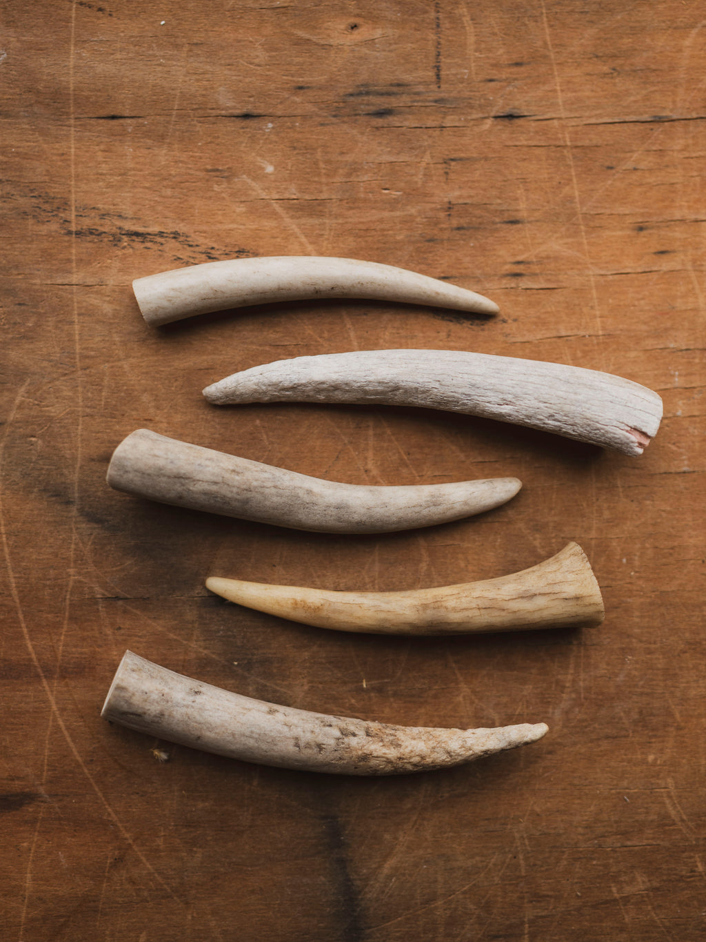 Deer Antler Tip, SB306