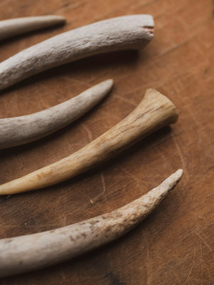 Deer Antler Tip, SB306