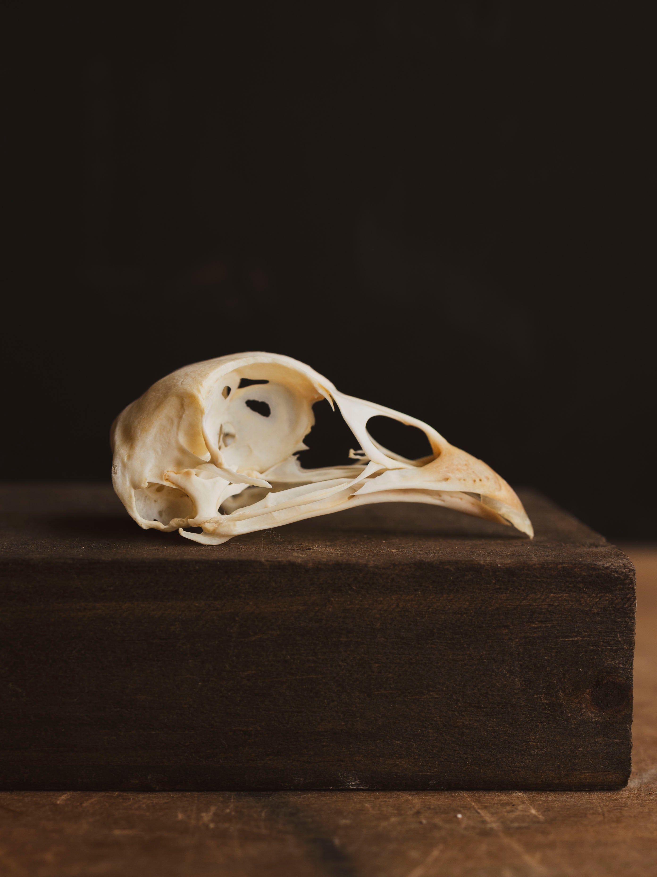 Pheasant Skull, SB582