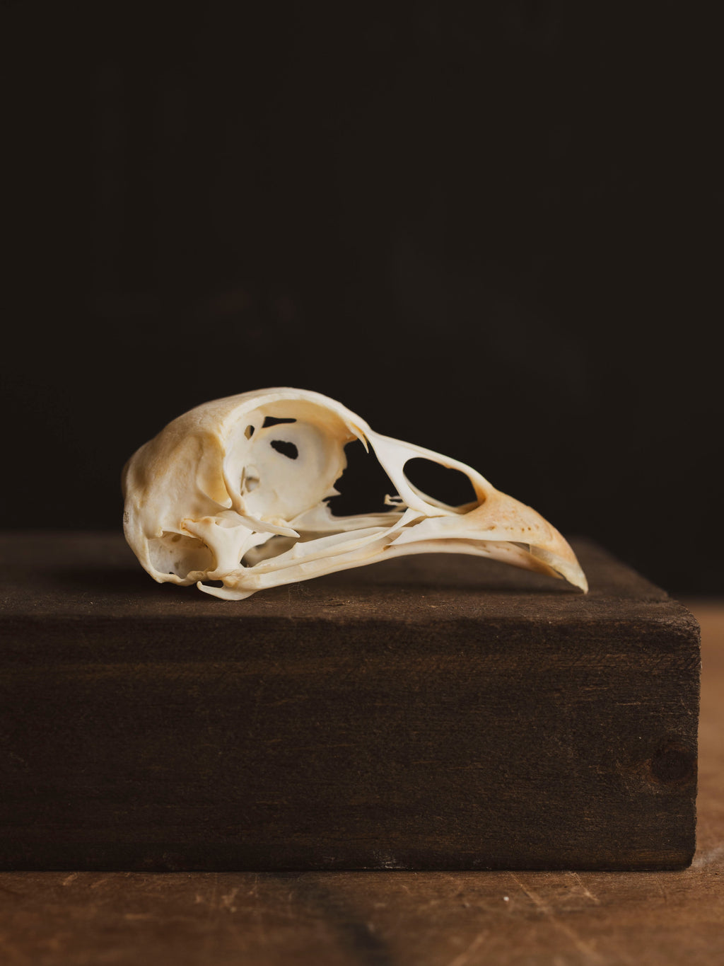 Pheasant Skull, SB582
