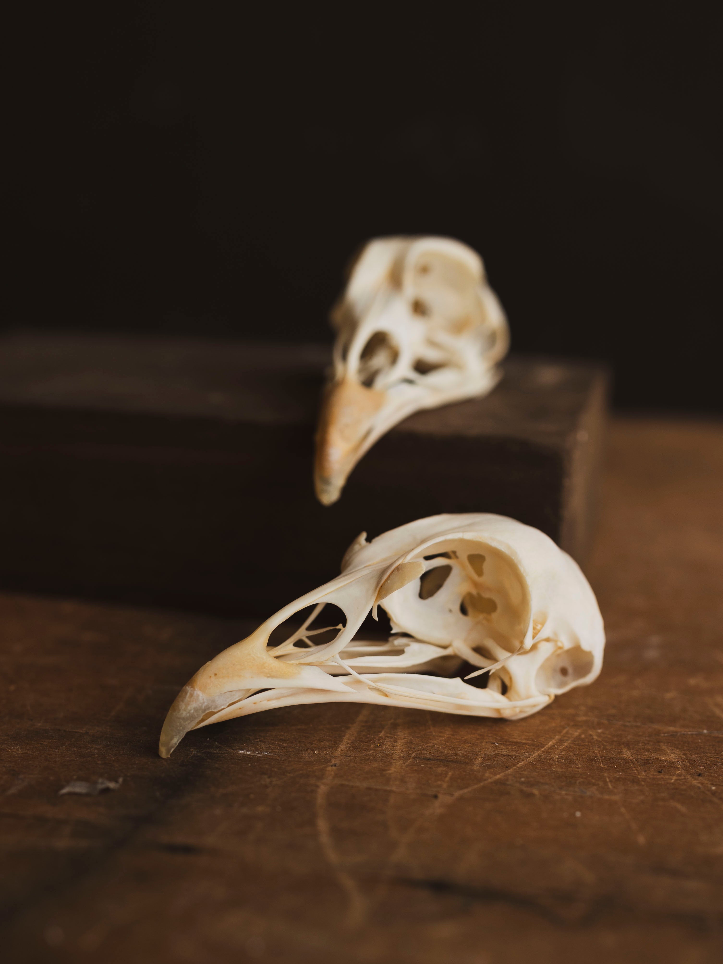 Pheasant Skull, SB582